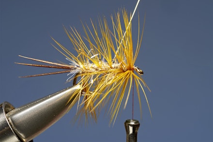UV_gold_dabbler-6