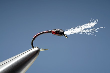headley_buzzer-15.-1