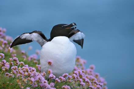 Razorbill (Alca torda) stretching among sea thrift (Armeria maritima). Fowlsheugh, Scotland, May .