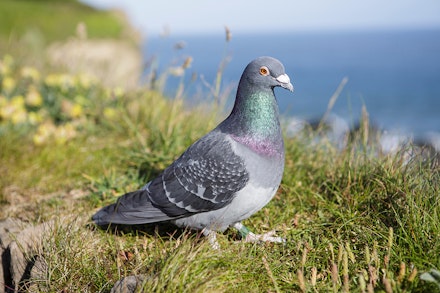 Rock dove or Feral Pigeon (Columba livia) sitting on top of a cliff side in Ilfracombe, Devon, on a sunny clear day.