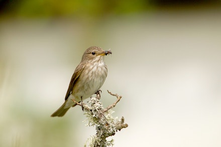 Spotted Flycatcher, Muscicapa striata, portrait of single adult perched on lichen covered twig with insect in bill. Summer migrant. June, Scotland
