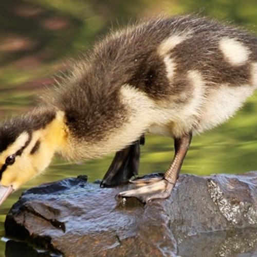 Wildfowl and Wetlands Trust Centres, nationwide