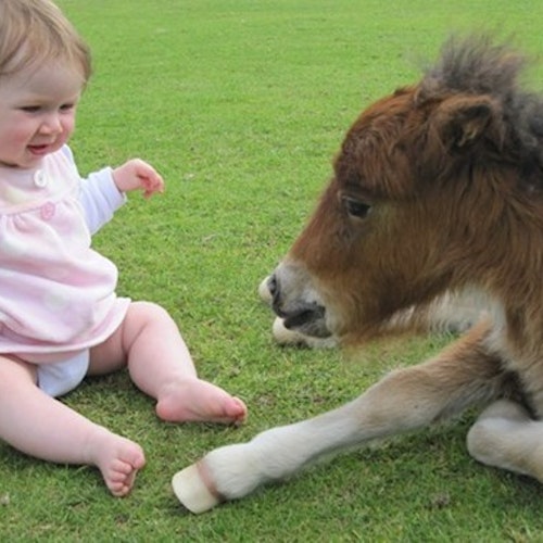 Miniature Pony Centre, Dartmoor