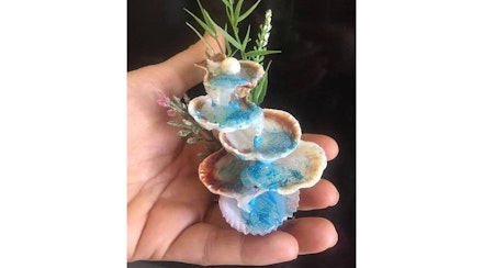 Fairy shells Fairy shells