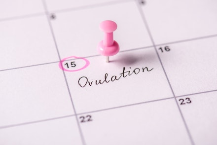 Baby planning concept. Close up view photo of calendar with marked day on calendar and hand written text ovulation Ovulation calendar