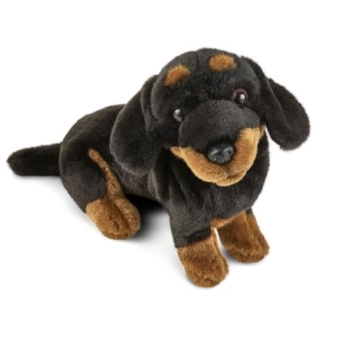 Dachshund