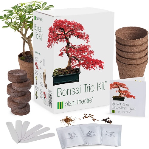 Plant Theatre Bonsai Kit Trio - Grow Your Own Bonsai - 3 Unique Trees