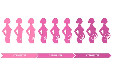 Pregnancy stages line trimesters