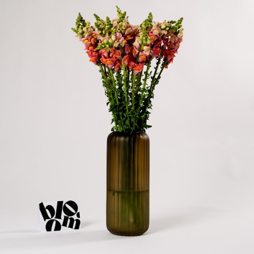 Bloom Snapdragons