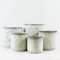 Bloombox Club Birch Pot