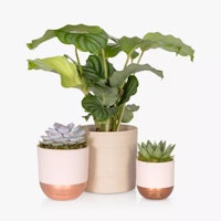 The Little Botanical Calathea & Succulent Plants