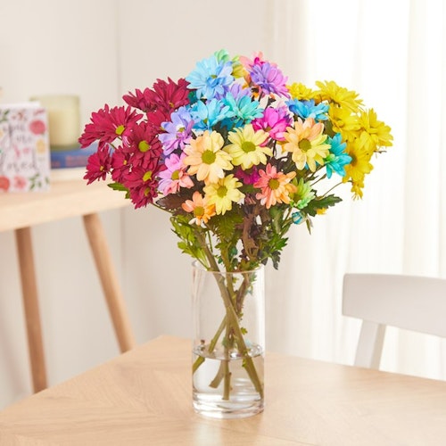 The Rainbow Chrysanthemums