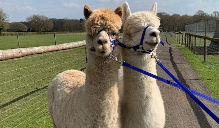 alpacas