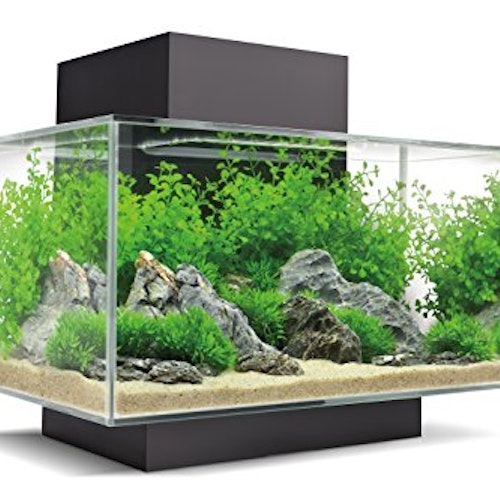 Fluval Edge 23 Litre Desktop Aquarium