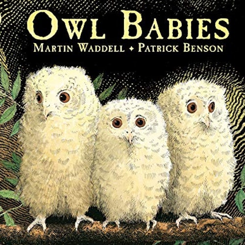 Owl Babies