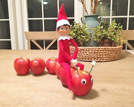 apple caterpillar