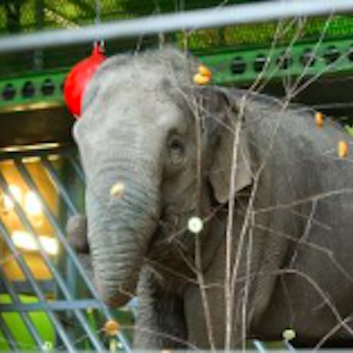 Wildlife Wonderland at Belfast Zoo
