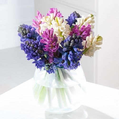 Fragrant Hyacinths
