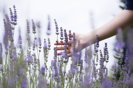 lavender hand sensory