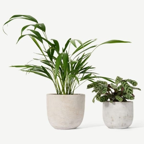 BloomBox Club
