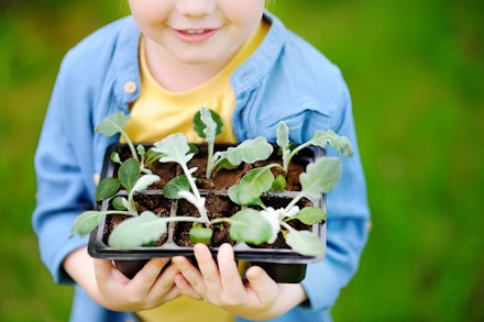 plant pot toddler