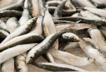1) Sardines - Super-nutrient: DHA Sardines