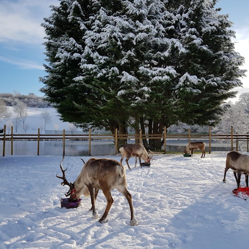 Reindeer lodge