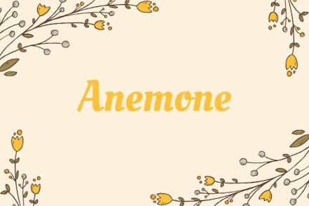 1. Anemone Anemone