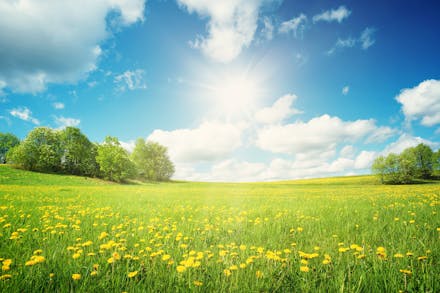 1) Spring babies Field