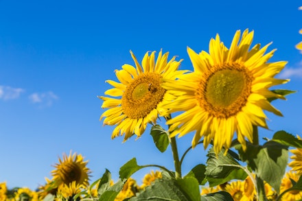 sunflowers sun sensory