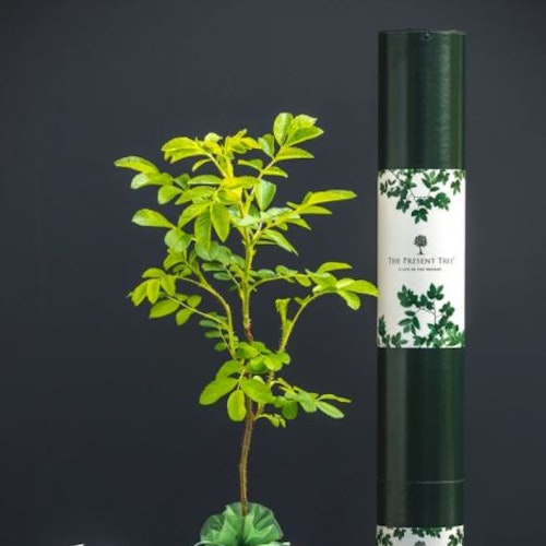 Wild Rose Tree