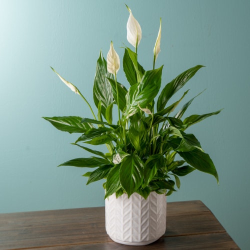 Thinking of You Peace Lily