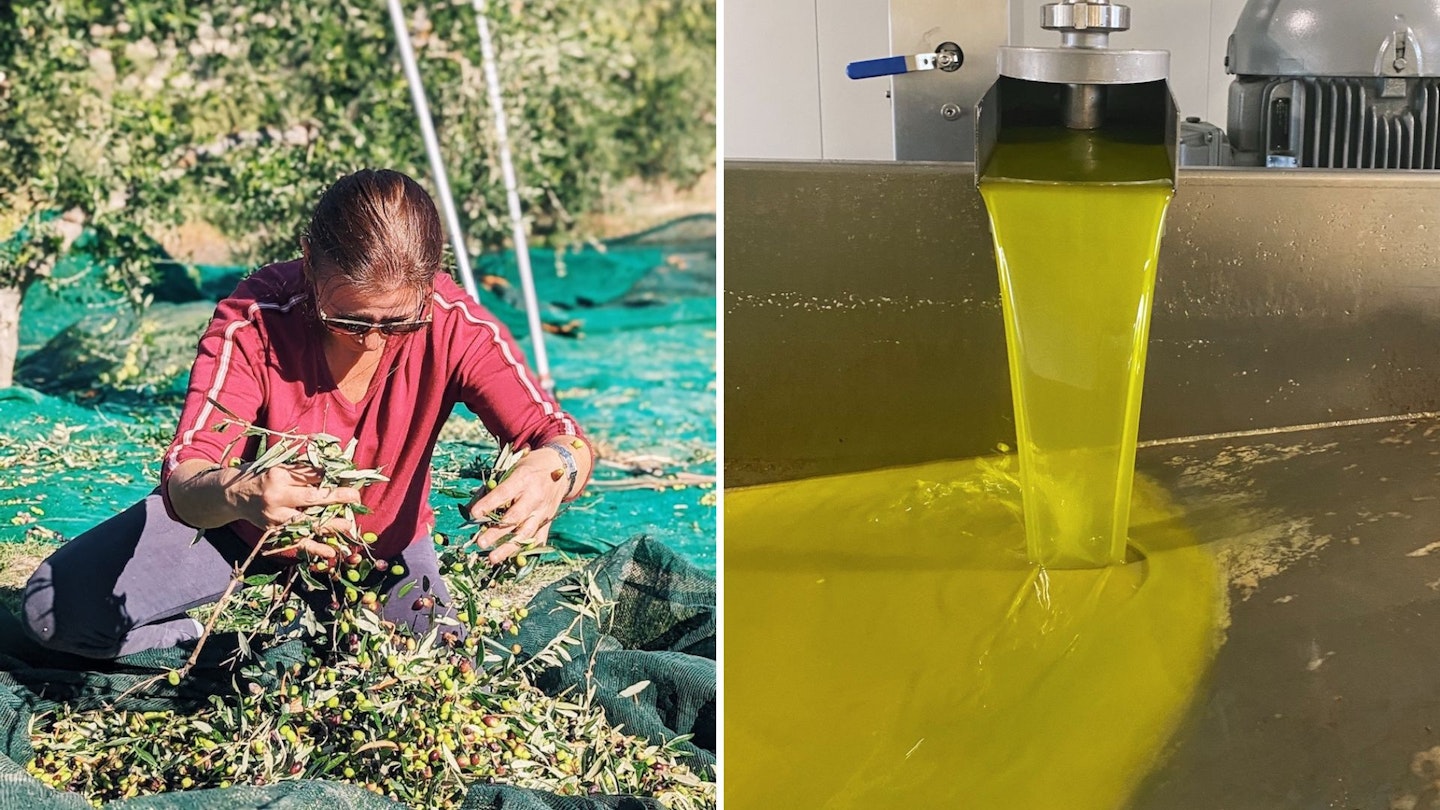 Maria from the Amargiotakis family harvests the olives to make her small-batch extra virgin olive oil.