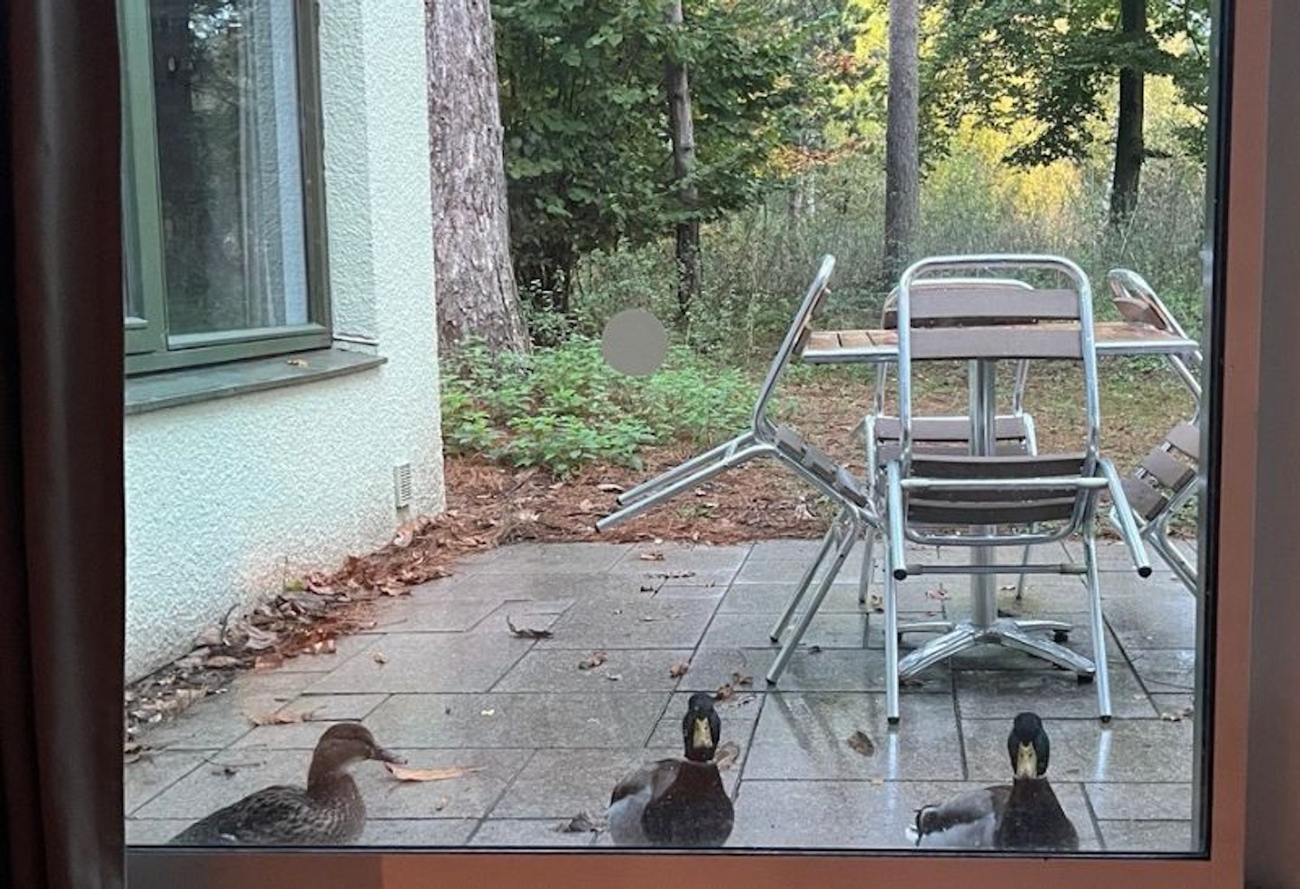 Ducks outside a patio door at Center Parcs Elveden Forest