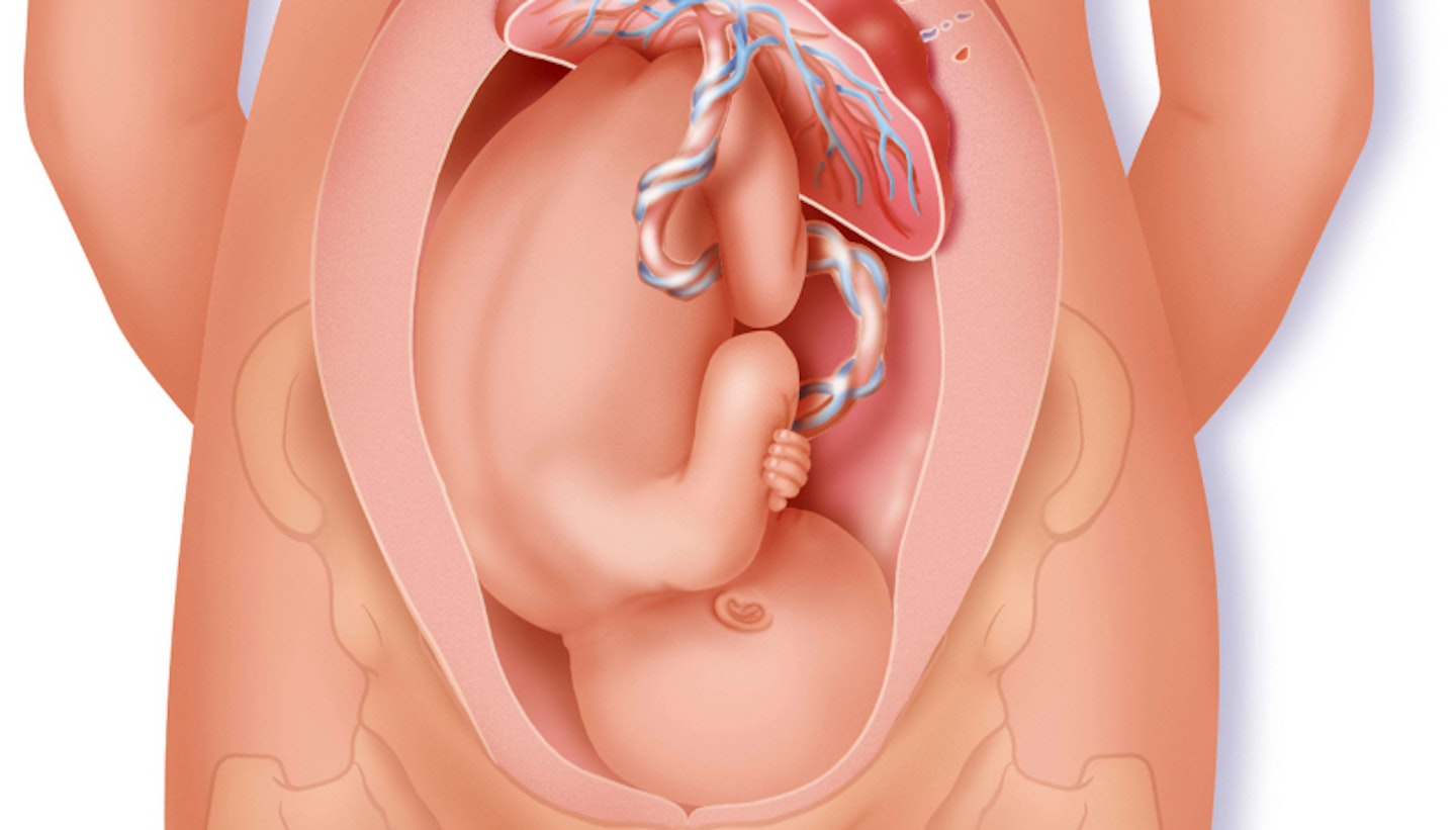 illustration of a Baby in womb 9 months in the third trimester