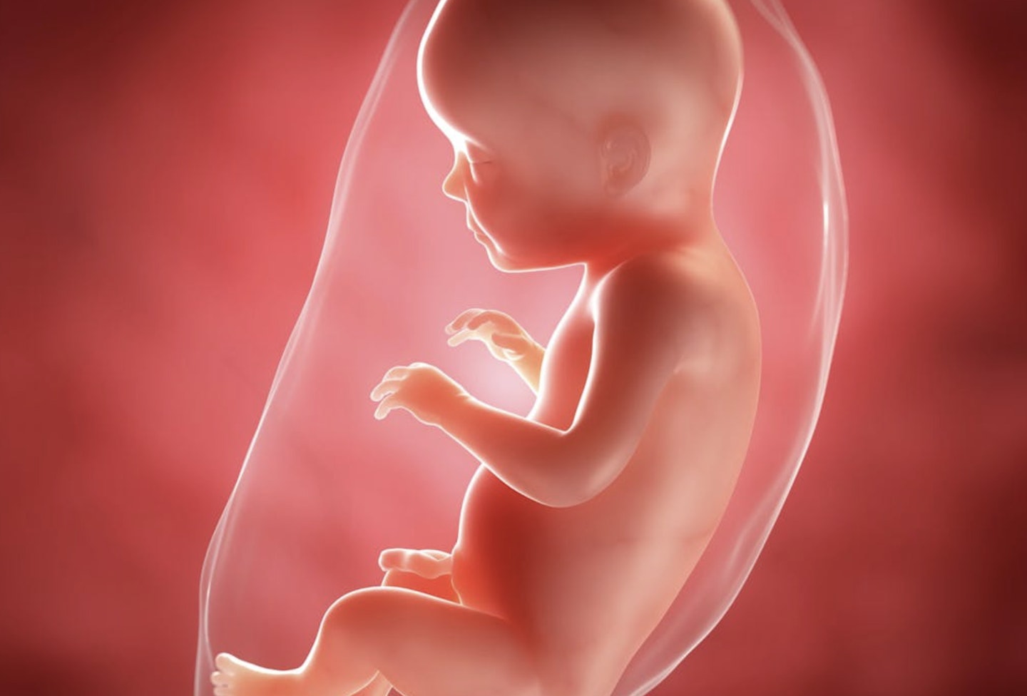 A computer illustration of what a baby at 28 weeks looks like in the womb on a red background
