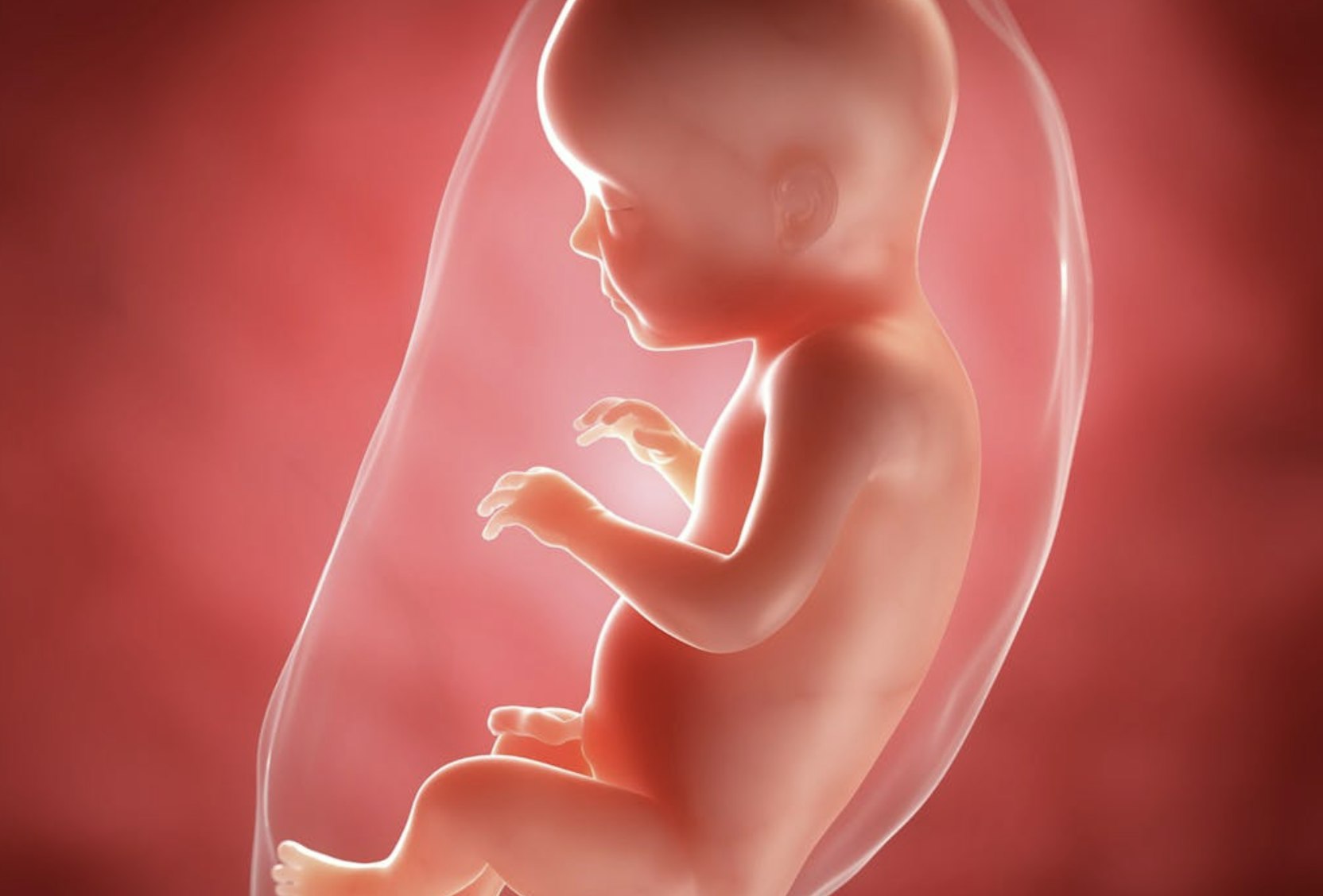 A computer illustration of what a baby at 28 weeks looks like in the womb on a red background