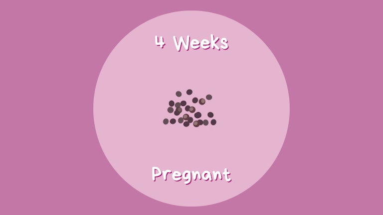 Week By Week | Pregnancy | Mother & Baby