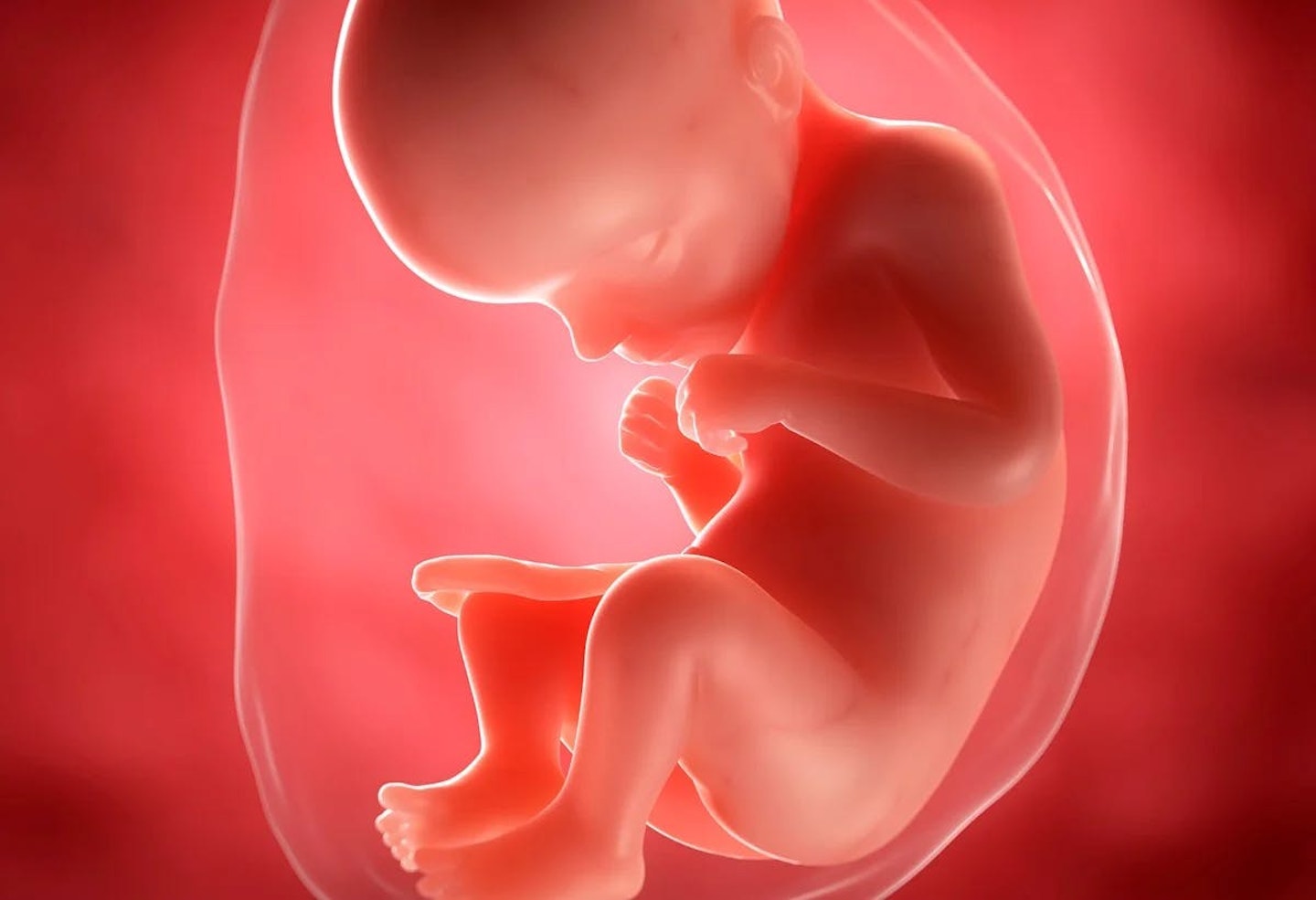A computer generated image of a 29 week old baby in the womb