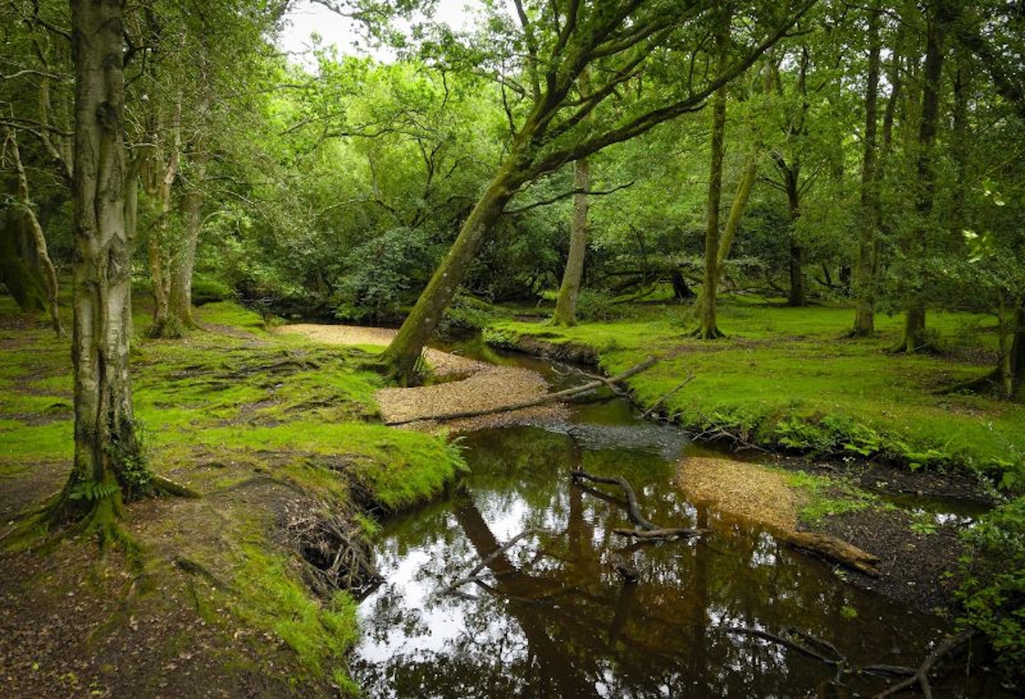 A river in the middle of woodland in the New Forest