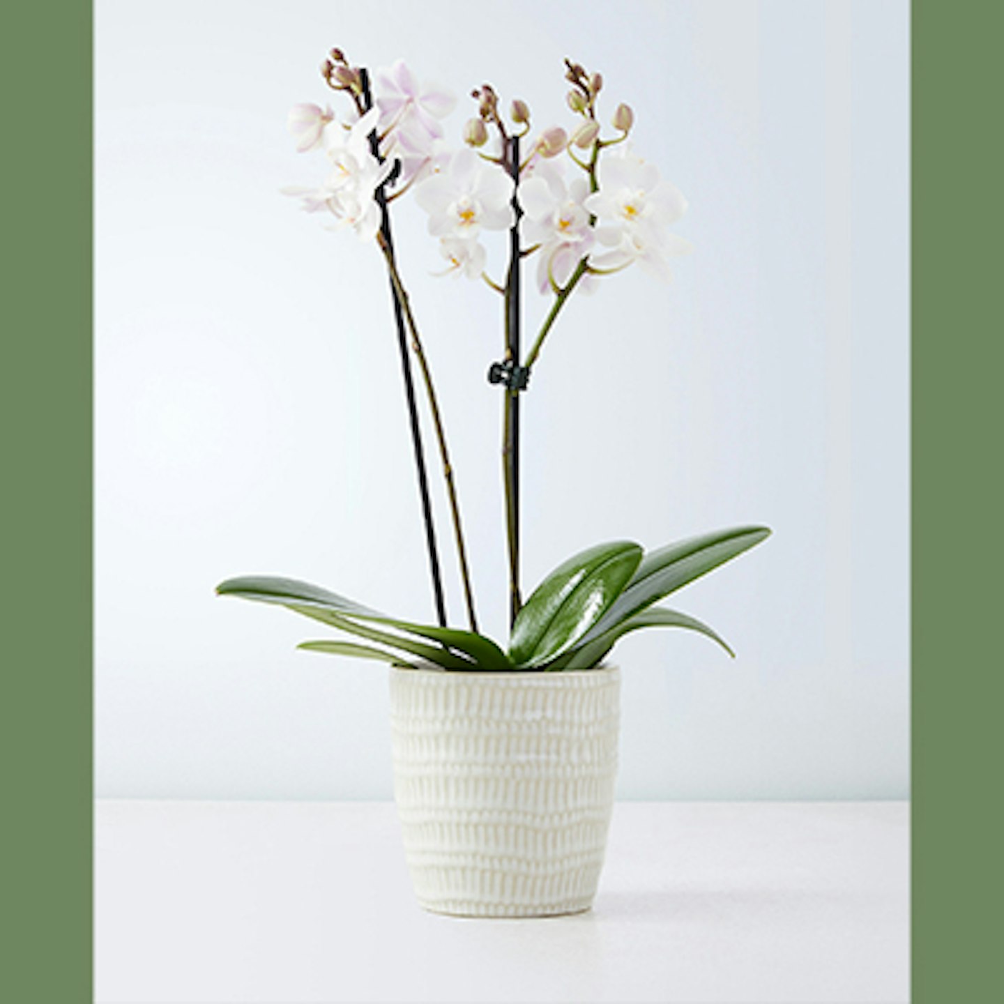 orchid m&s