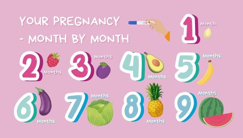 Your pregnancy month by month