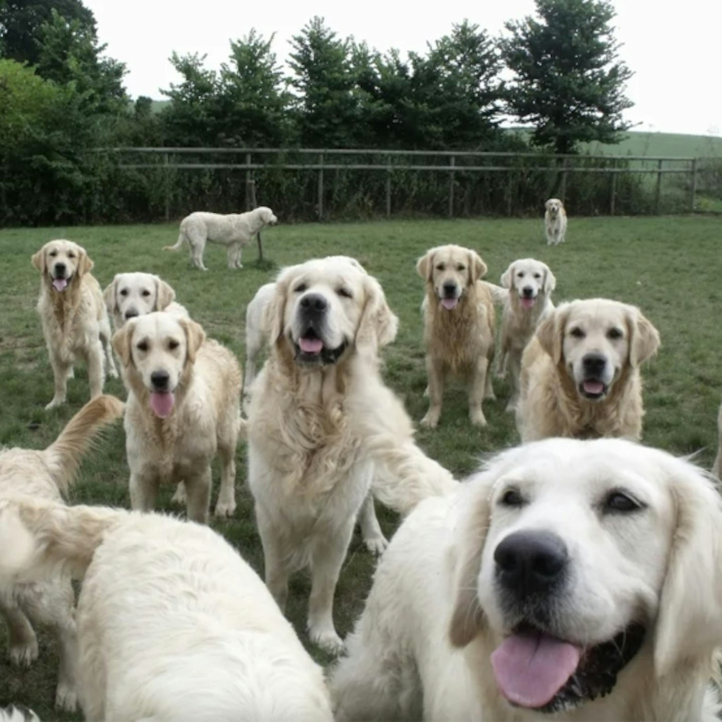 The Golden Retriever Experience