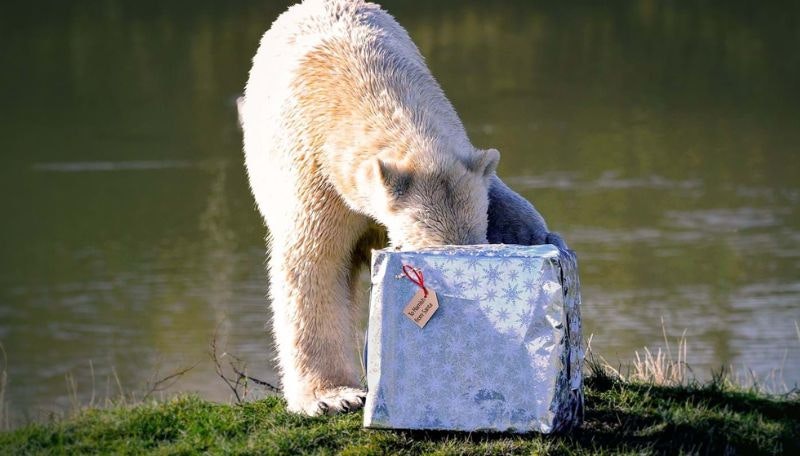 Polar Bear opening a Christmas present at Yorkshire Wildlife Park