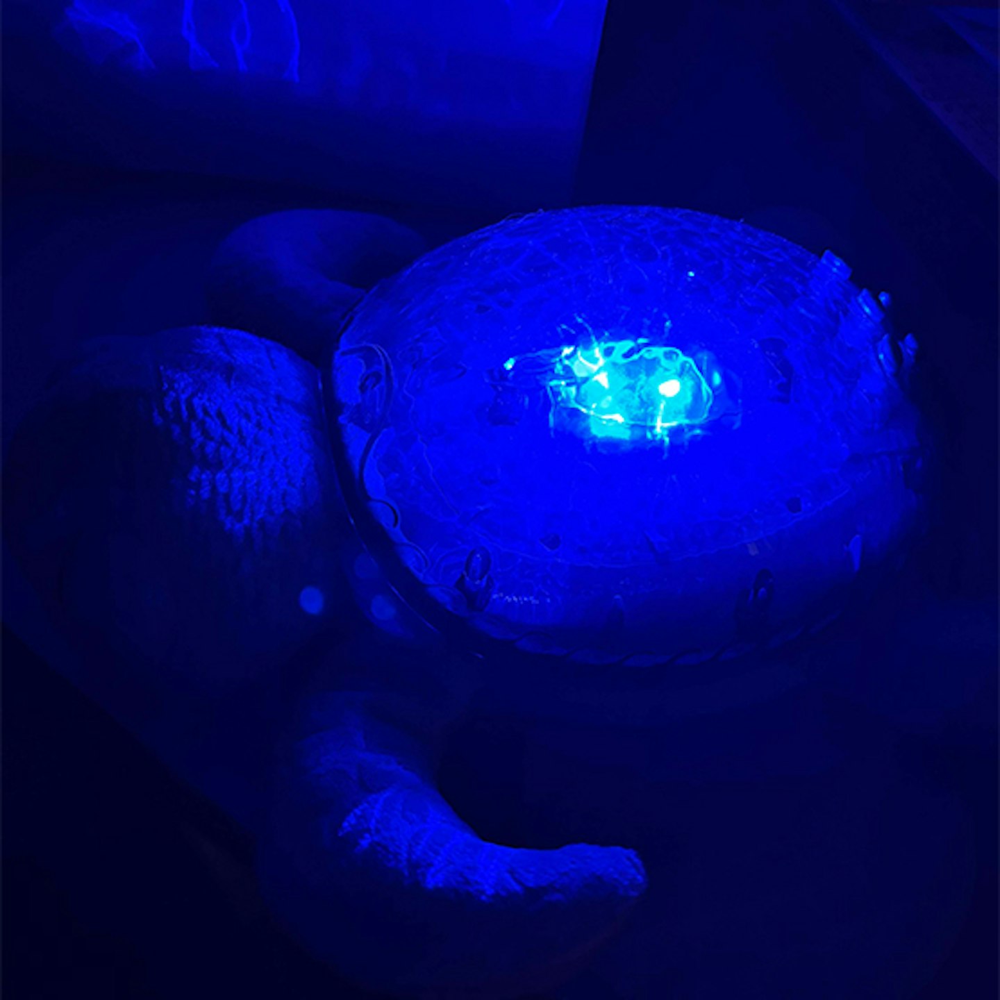 tranquil turtle light
