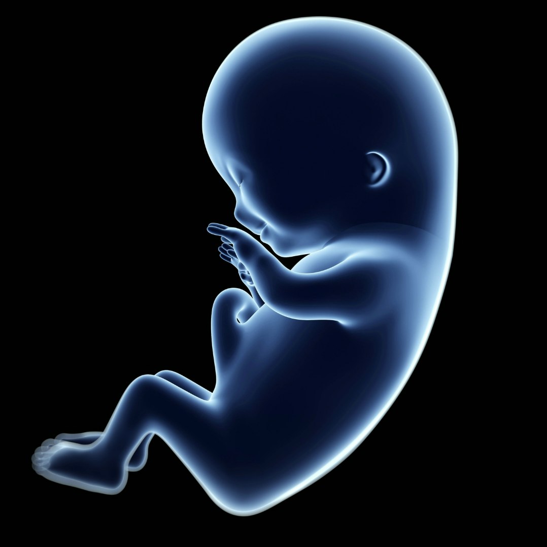 An illustration showing what a 3 month fetus / baby looks like in the womb