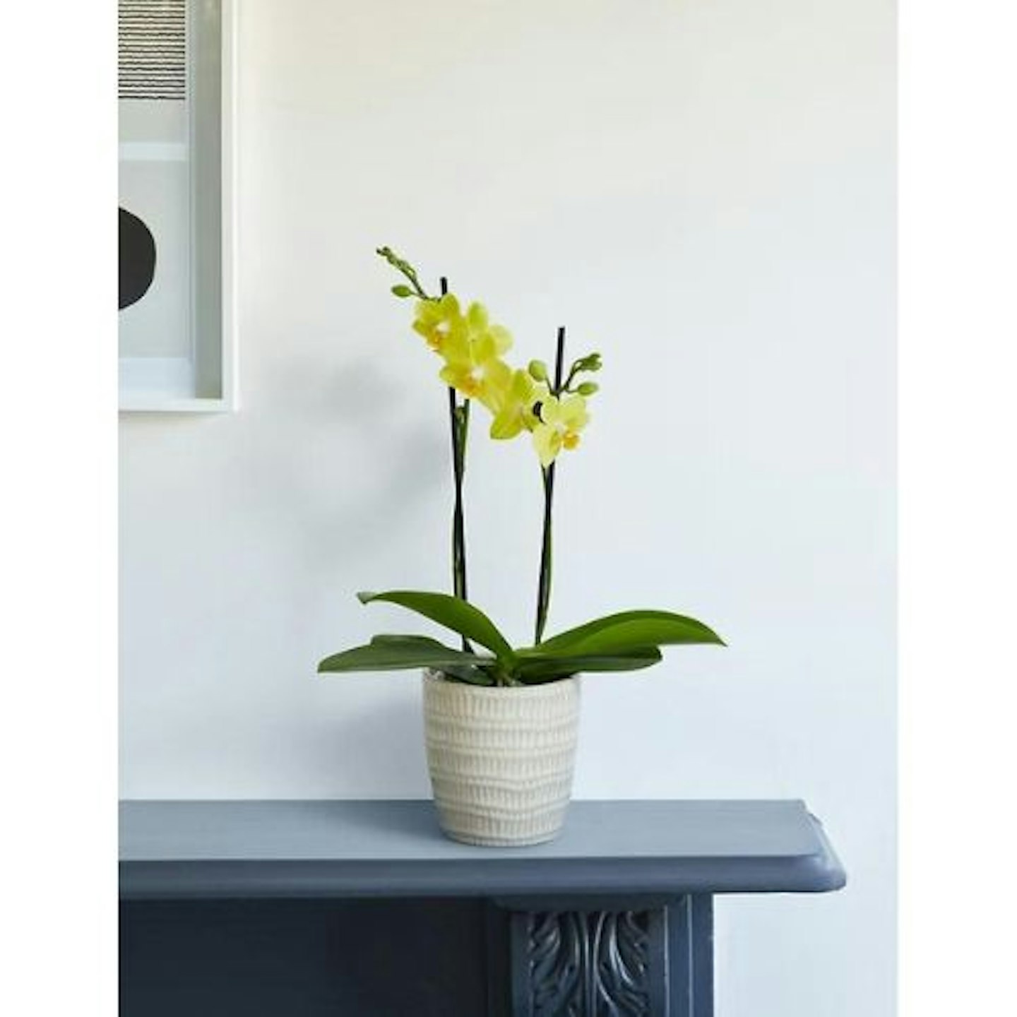 Yellow Miniature Phalaenopsis Orchid in Ceramic
