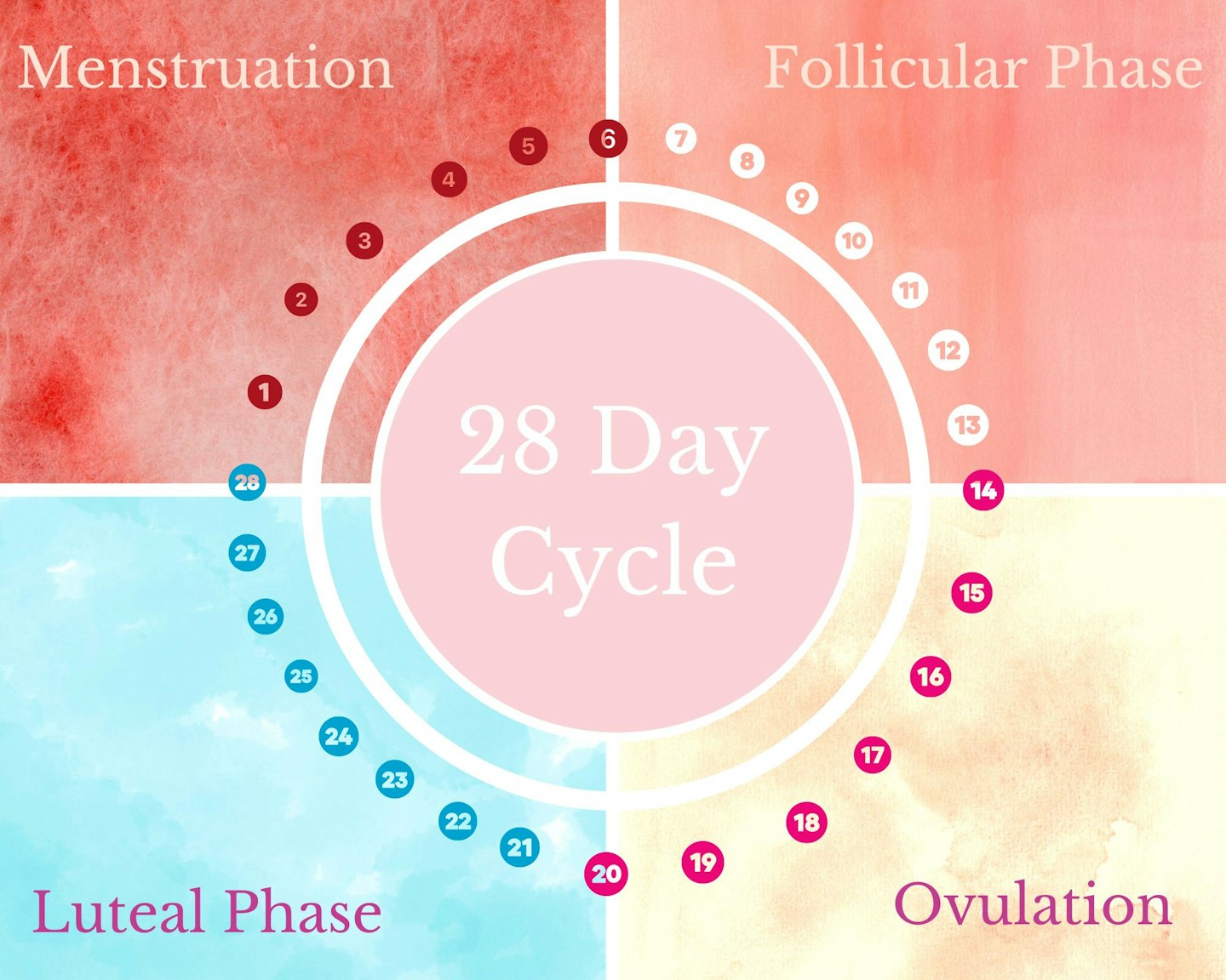 When Am I Most Fertile  Ovulation, Menstrual cycle, Pregnancy calculator