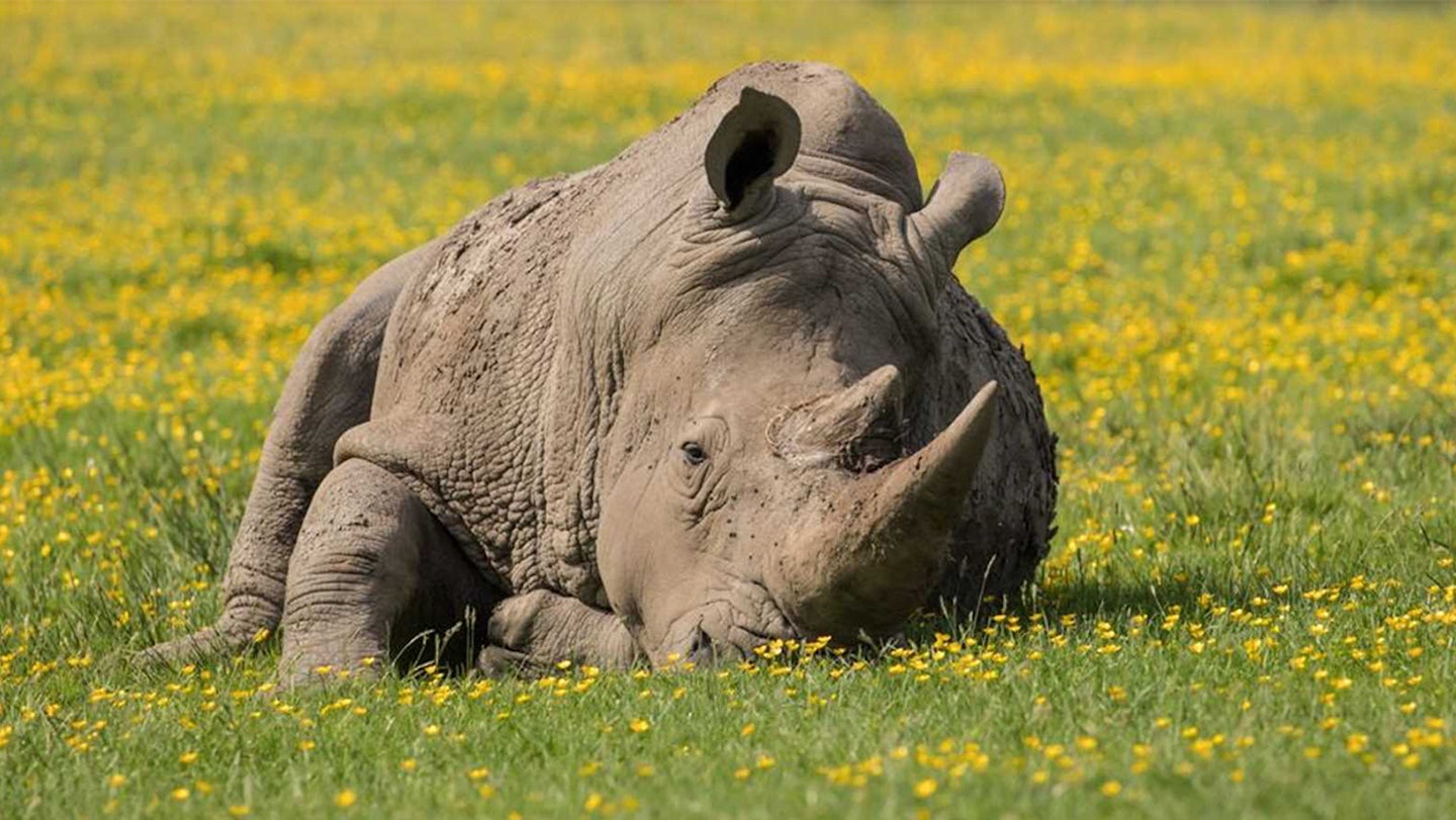 A rhino at Knowsley Safari Park