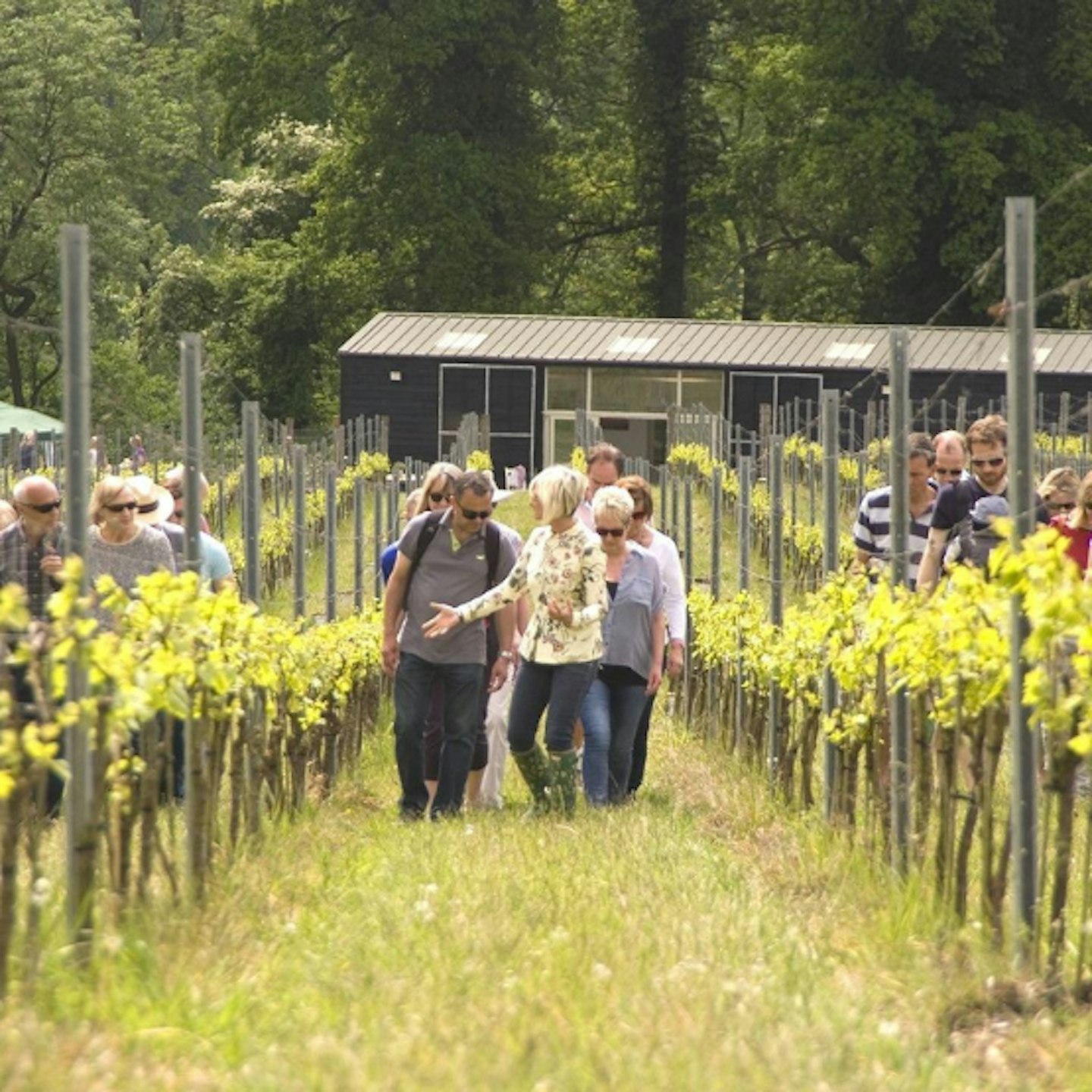 Best subscription gifts vineyard tour